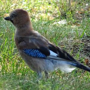 Eurasian Jay