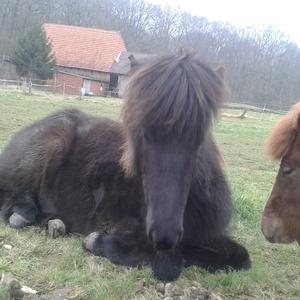 Icelandic Horse