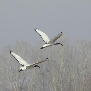 African Sacred Ibis