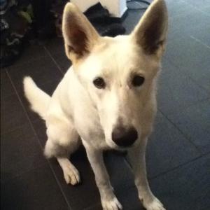 Berger Blanc Suisse