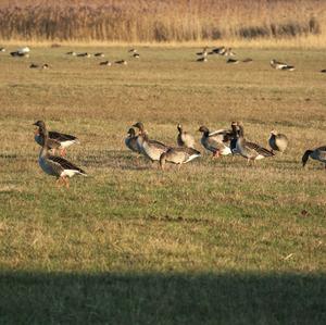 Greylag Goose