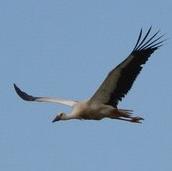 White Stork