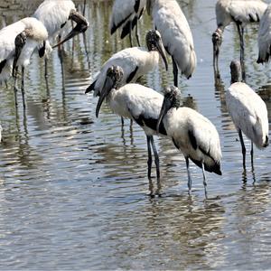 Wood Stork