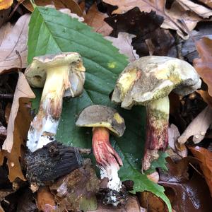 Red-cracked Bolete