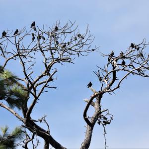 Common Starling