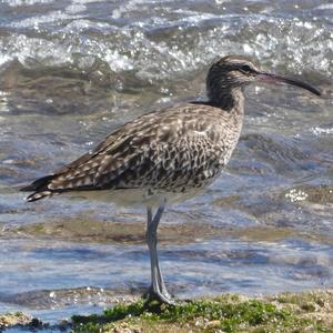 Regenbrachvogel