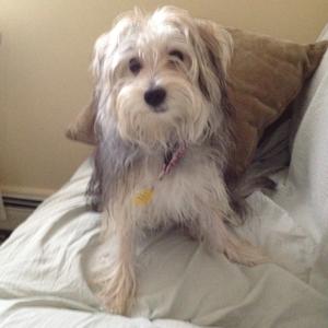 Unknown Breed
