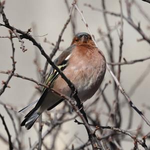 Eurasian Chaffinch