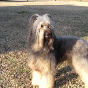 Briard