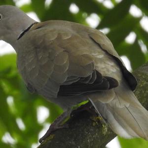 Eurasian Collared-dove