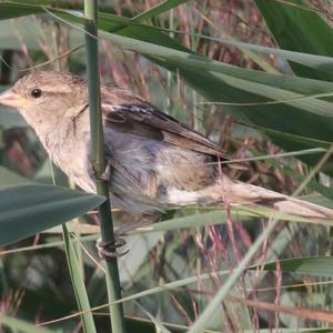 House Sparrow