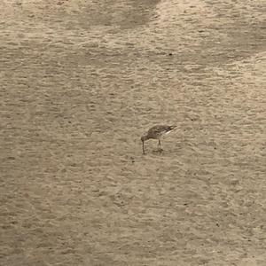 Eurasian Curlew