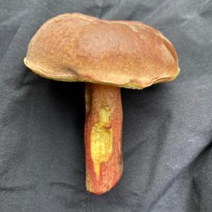 Red-cracked Bolete