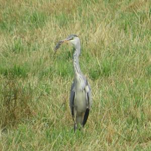 Grey Heron