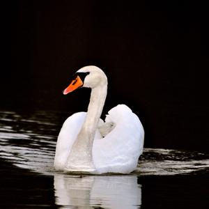 Mute Swan