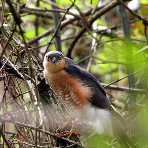 Eurasian Sparrowhawk