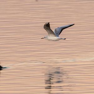 Herring Gull