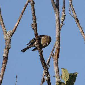 Eurasian Chaffinch