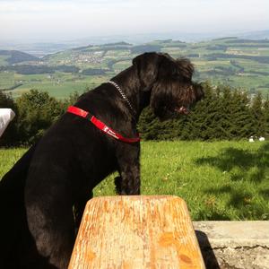 Giant Schnauzer