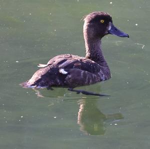 Tufted Duck