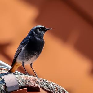 Black Redstart