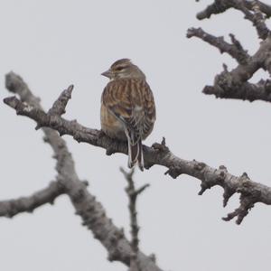 Eurasian Linnet