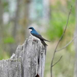 Tree Swallow