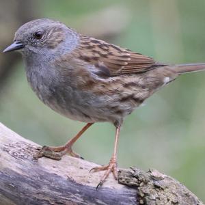 Hedge Accentor