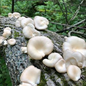 Oyster Mushroom