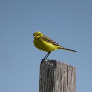 Yellow Wagtail