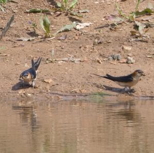 Red-rumped Swallow