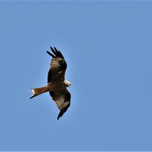 Red Kite