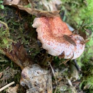 Red-dappled Web Cap