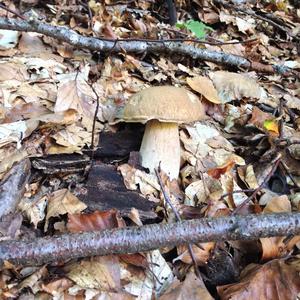 Summer Bolete