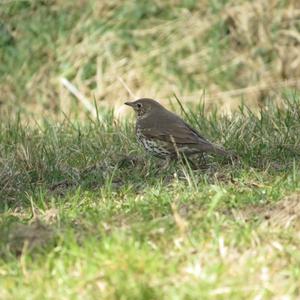 Song Thrush