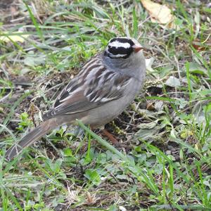 White-crowned Sparrow