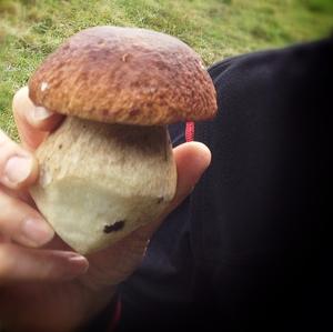 King Bolete