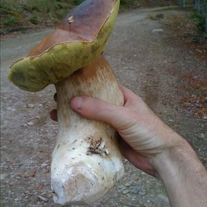 King Bolete