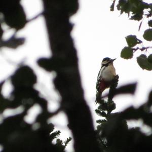 Great Spotted Woodpecker