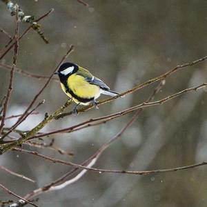 Great Tit