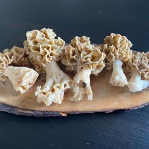 Yellow Morel