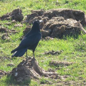 Carrion Crow