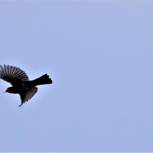 Eurasian Blackbird