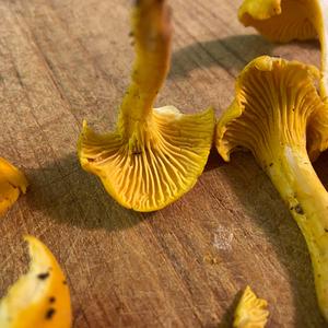 Chanterelle, Common