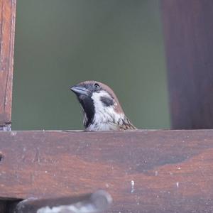 Eurasian Tree Sparrow