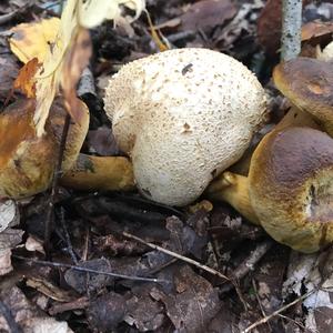 Parasitic Bolete