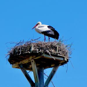 White Stork