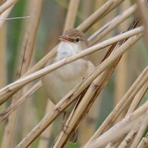 Eurasian Reed-warbler