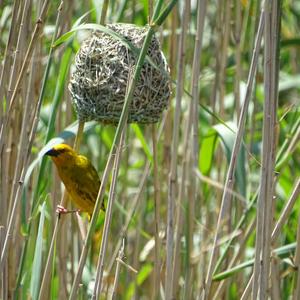 Cape Weaver