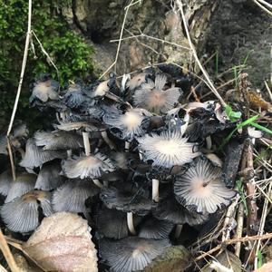 Non-inky Coprinus